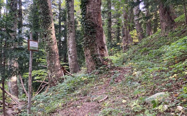 Abetina di Selva Grande