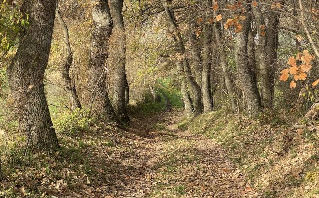 Bosco La Cesa San Buono