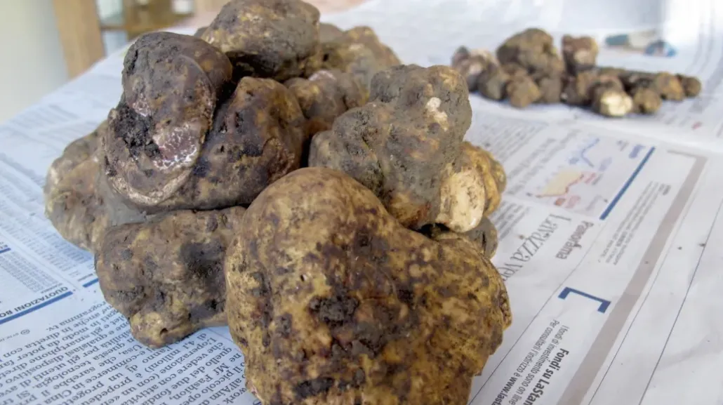 Tartufo bianco - foto di Carmelita Cianci
