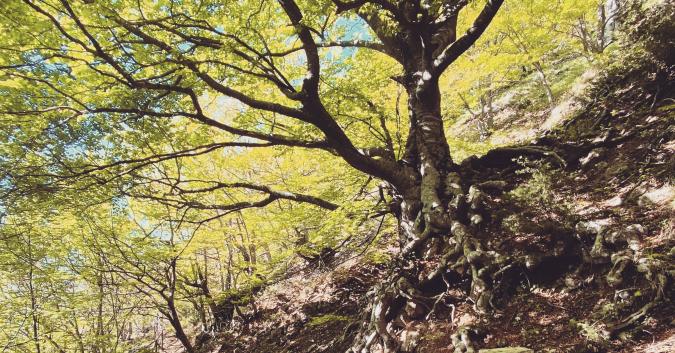 Albero monumentale nei pressi di Fonte Ripa dei Gatti