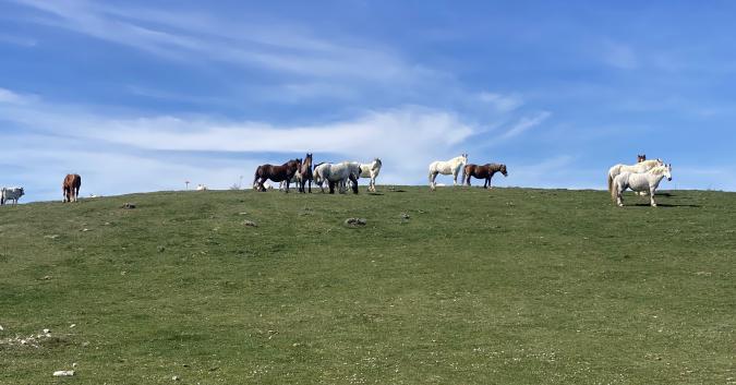 Pascoli verso Monte Castelfraiano