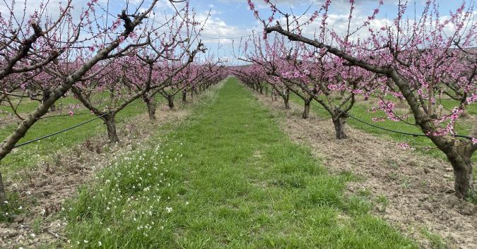 Pescheti della Valle del Trigno