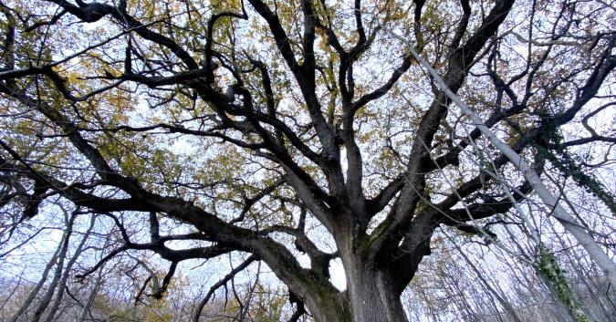 Monumento naturale di interesse regionale