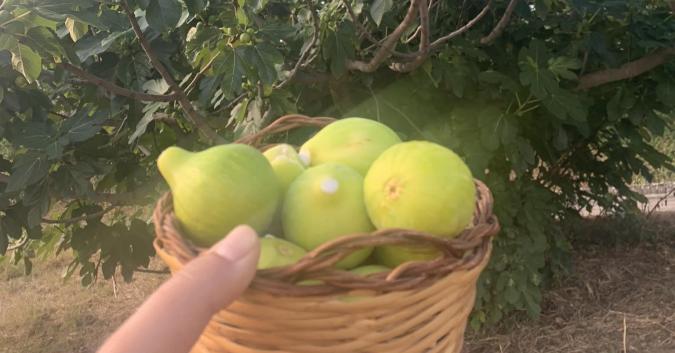 Fichi per colazione