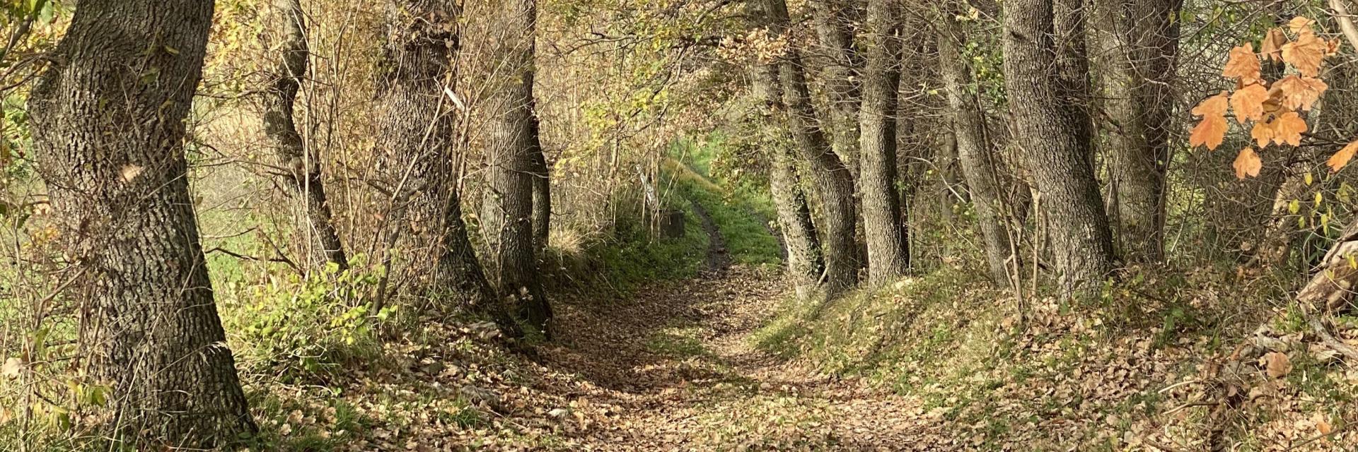 Bosco La Cesa San Buono